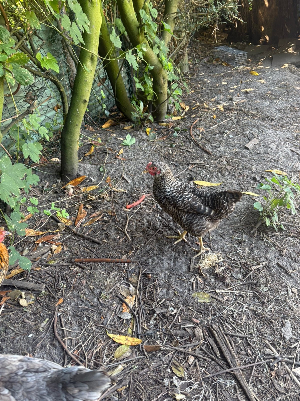 4 legkippen +- half jaar oud, Animaux & Accessoires, Oiseaux | Oiseaux Autre