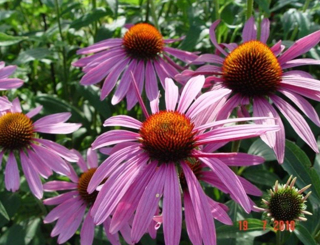 echinacea purpurea, zonnehoed, Ophalen, Zomer, Vaste plant, Volle zon