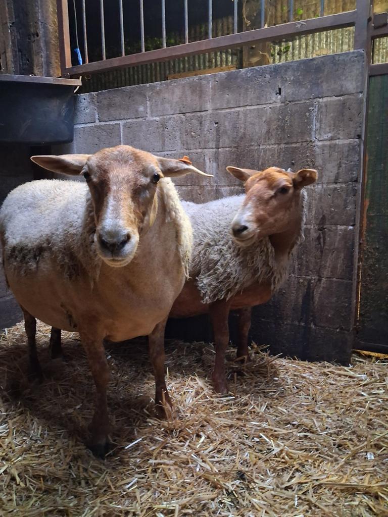 2 voskop ooien, Dieren en Toebehoren, Schapen, Geiten en Varkens, Vrouwelijk, Schaap, 3 tot 5 jaar