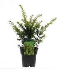 1 taxus in pot    ,    30 cm hoog en 20cm  breed, Ophalen