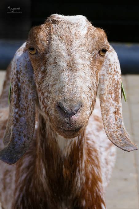 Nubische/ boerengeit bok & mieke lammeren gezocht
