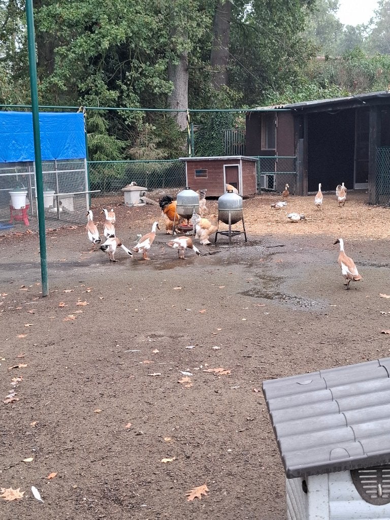Loopeenden, Dieren en Toebehoren