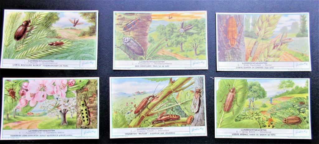 Liebig prentjes "Landbouwparasietené, Verzamelen, Ophalen of Verzenden, Zo goed als nieuw, 1940 tot 1960, Dier