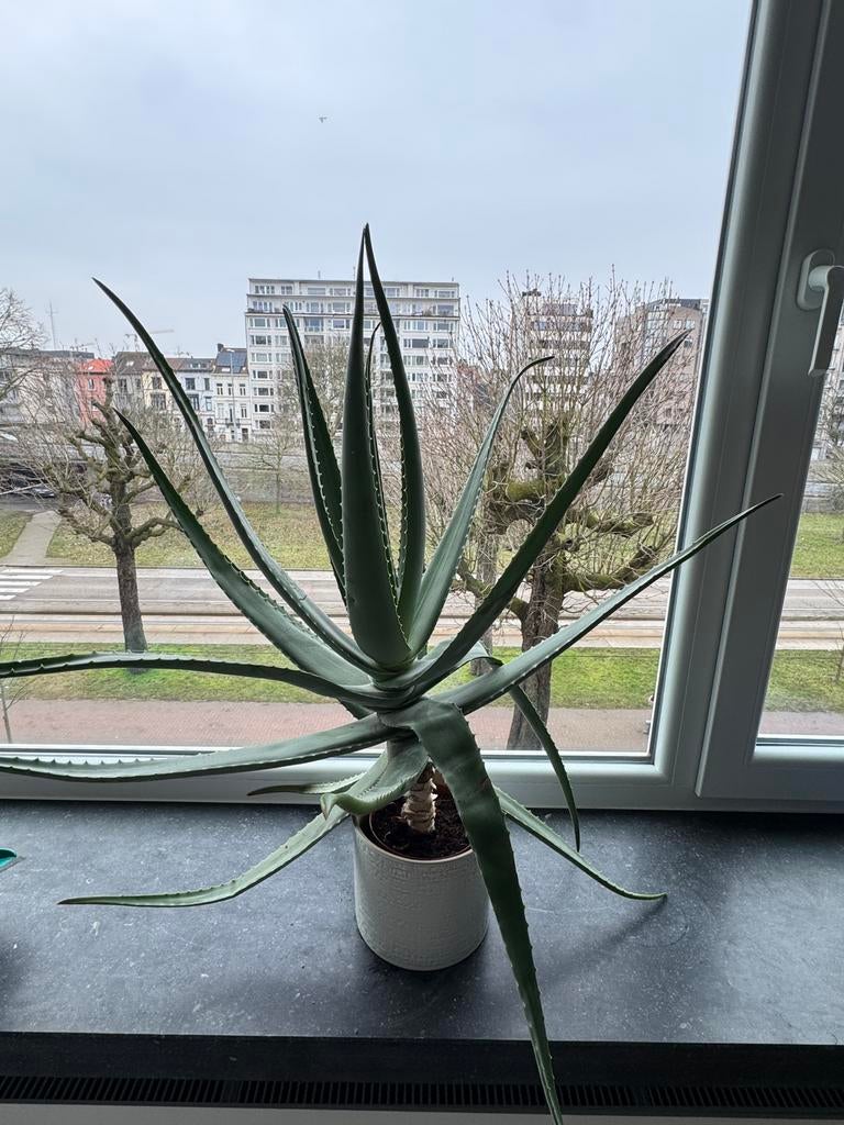 Aloe vera, Plante verte, Enlèvement