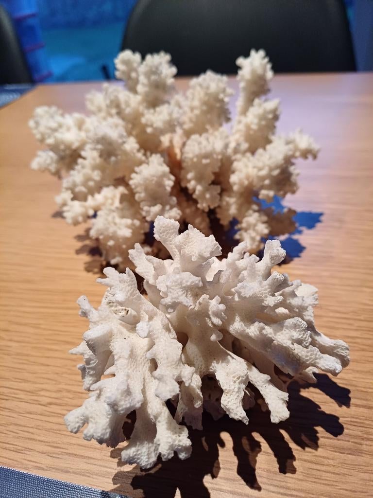 2 mooie natuurlijke koralen, Verzamelen, Ophalen