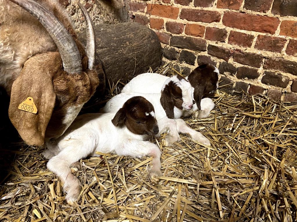 Boergeit boerbok lammetjes, Geit, 0 tot 2 jaar