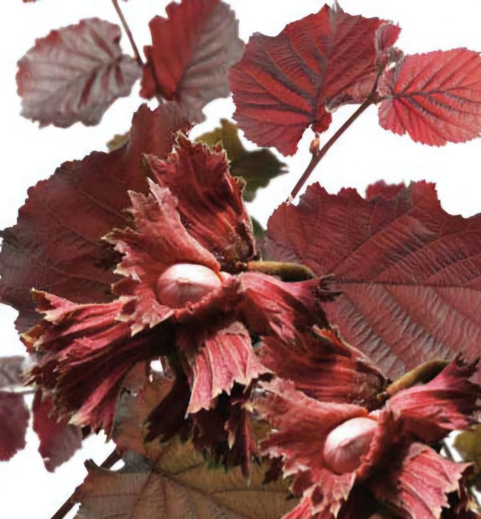 Corylus maxima purpurea - Rode Hazelaar, Ophalen, Volle zon, In pot, Winter
