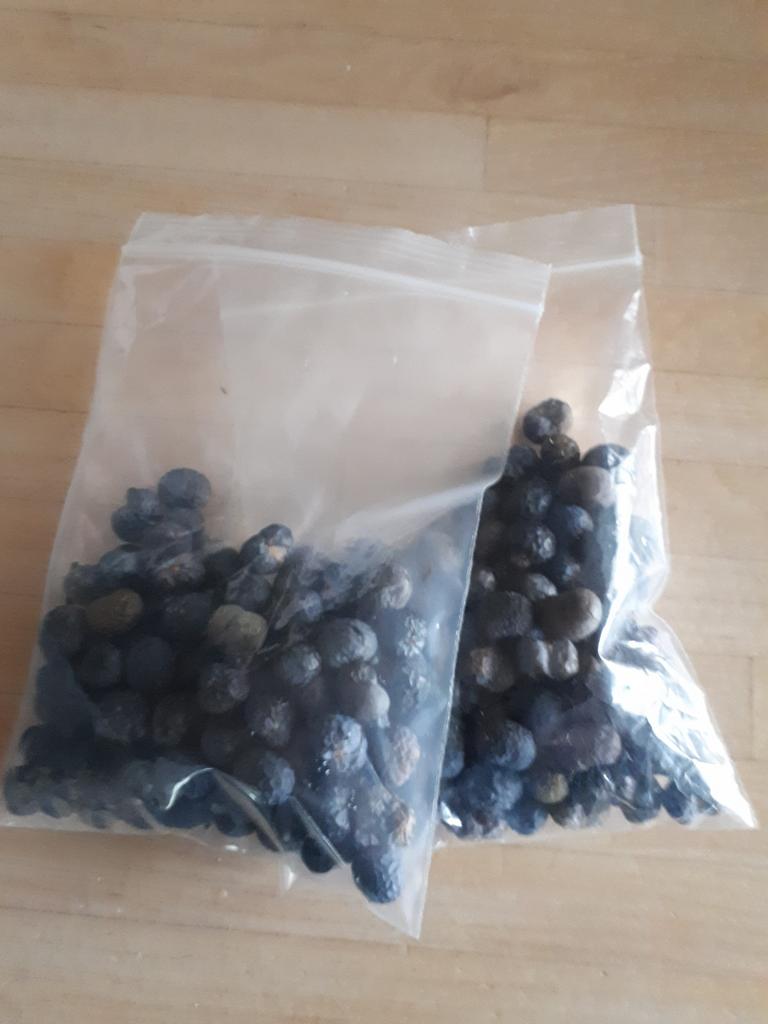 Trachycarpus Fortunei palmboom zaden 100st.=7€, Ophalen, Volle zon, Zaad