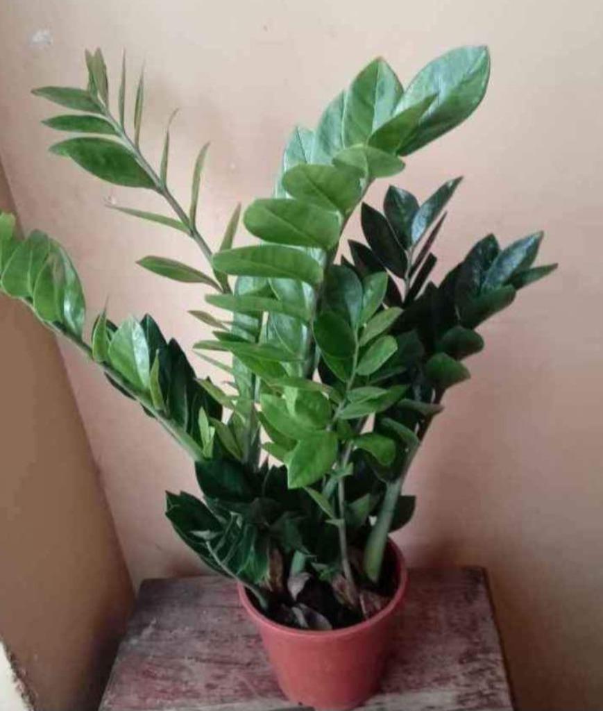 Zamioculcas, Huis en Inrichting, Ophalen