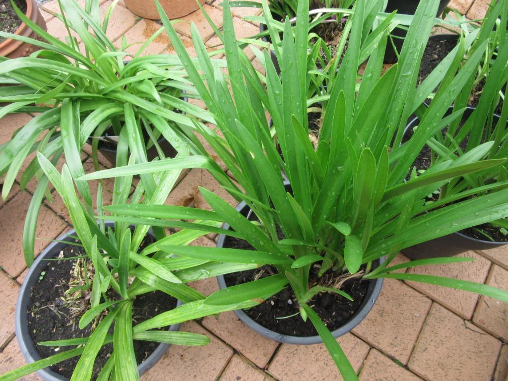 bleu agapanthe, Jardin & Terrasse, Enlèvement, Été, Plante fixe, Autres espèces