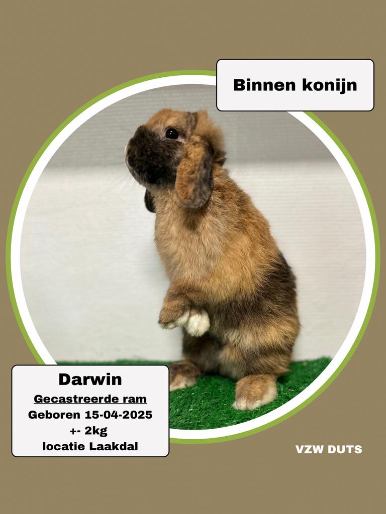 Gecastreerde ram ter adoptie vzw duts, Dieren en Toebehoren, April, Mannelijk, Tam