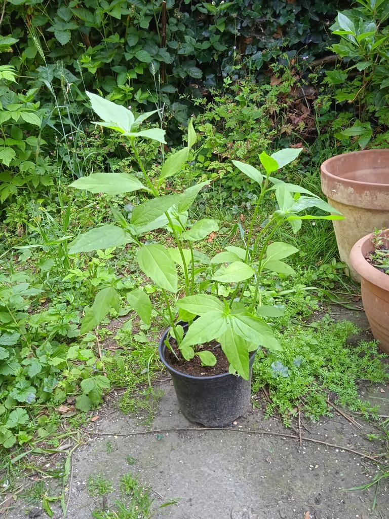 Zonnewortel, bio en inbespoten, Tuin en Terras, Ophalen