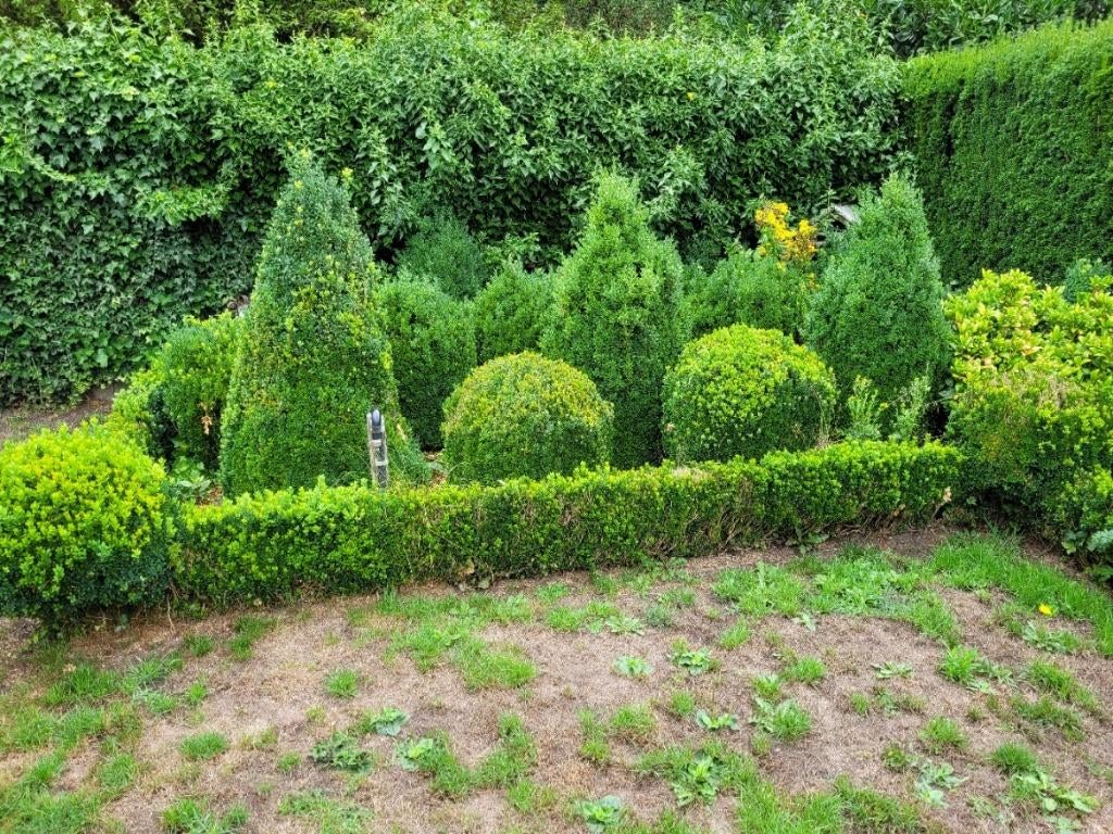 Buxus, Ophalen, Buxus
