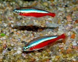 Tetra's, levendbarenden, algeneters, etc aan huis geleverd!, Animaux & Accessoires, Poissons | Poissons d'aquarium, Poisson, Poisson d'eau douce