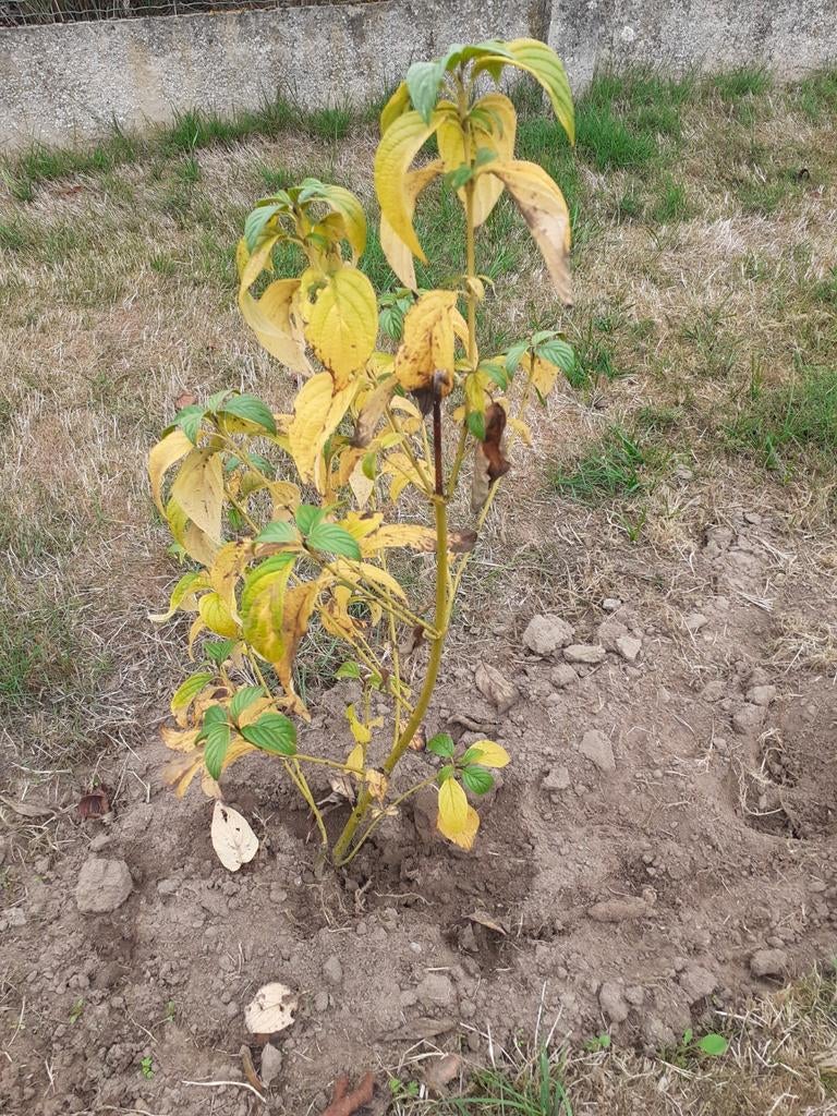 Cornus geel, Tuin en Terras, Ophalen