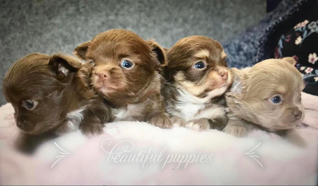 Chihuahua pups bij partuculier, Dieren en Toebehoren, Honden | Chihuahua's en Gezelschapshonden, Geslacht onbekend, Chihuahua