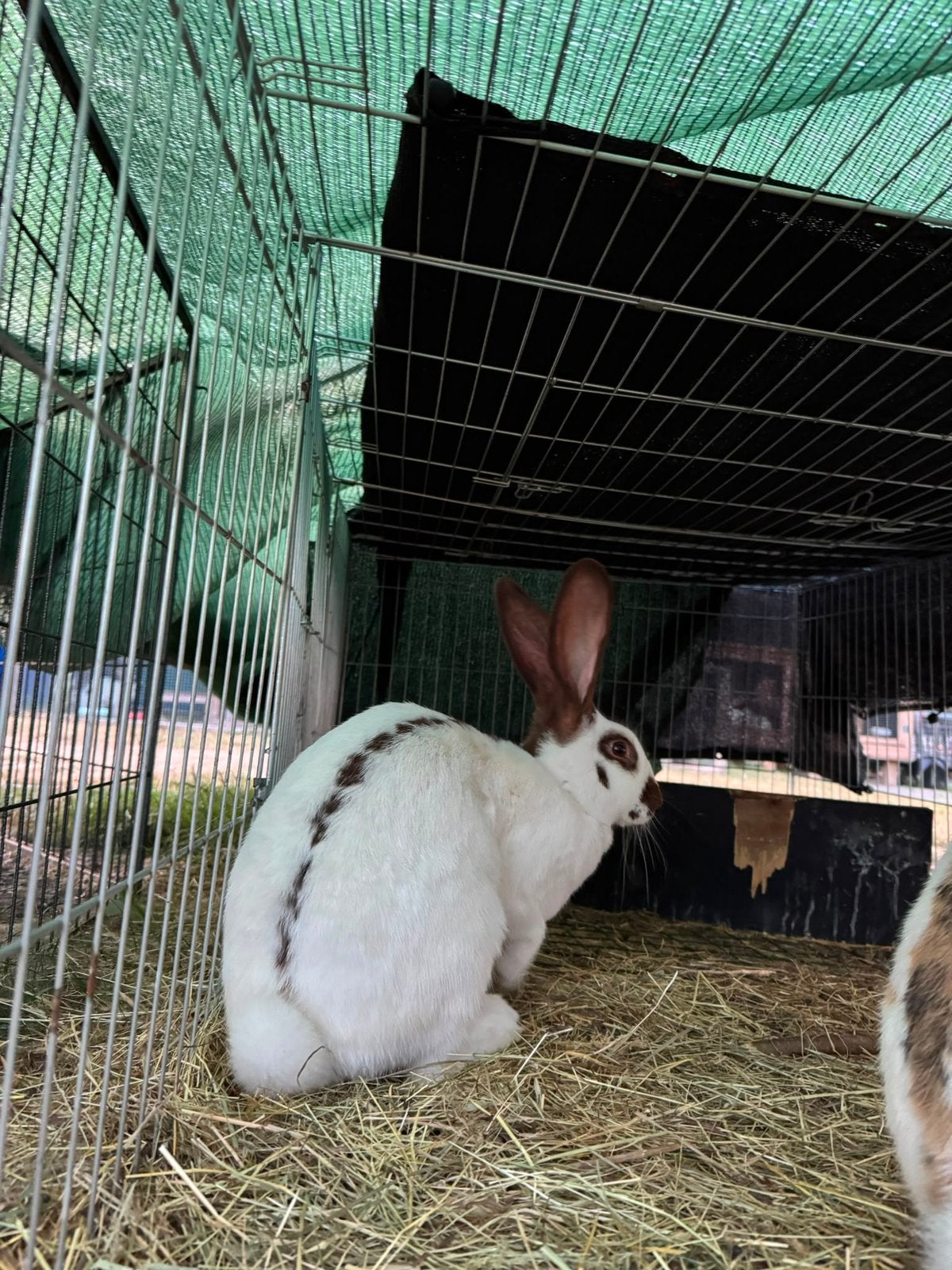 Reuze vlinders, Dieren en Toebehoren, Konijnen, Meerdere dieren, Groot, 0 tot 2 jaar