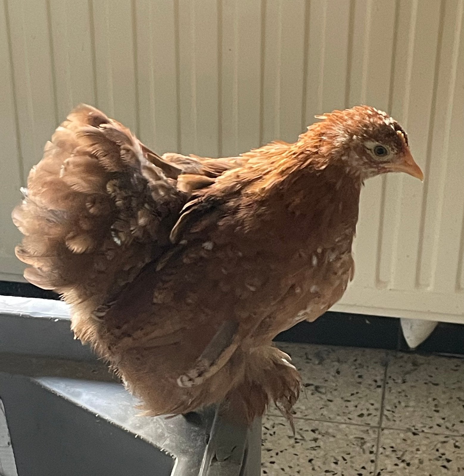 Cochin kriel Hen, Dieren en Toebehoren, Pluimvee, Vrouwelijk, Kip