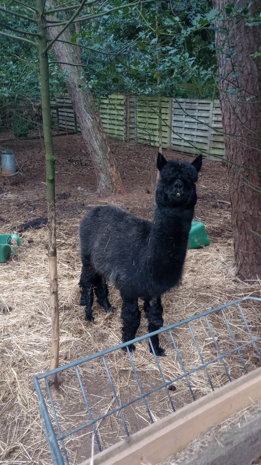 drie gratis alpaca's, Animaux & Accessoires, Animaux Autre, Mai, Mâle