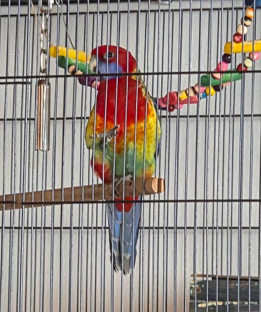 koppel rosella, Dieren en Toebehoren