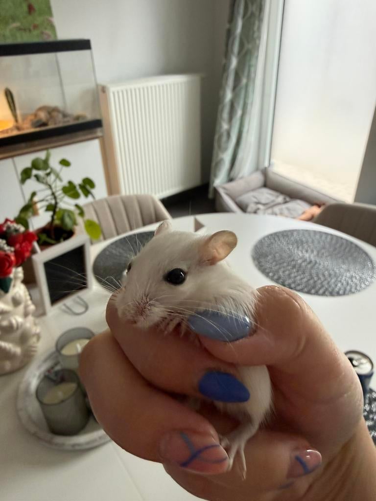 Gerbil meisjes, Mars, Domestique, Autres types, Femelle