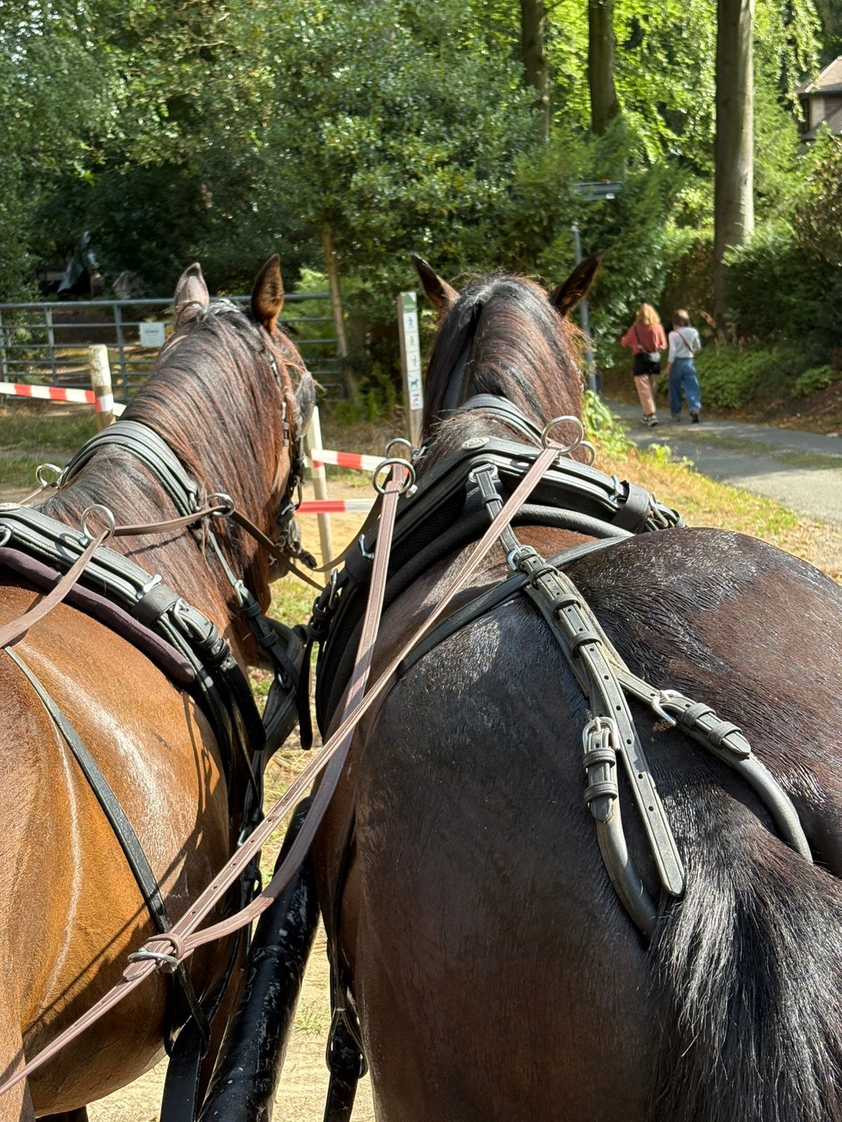 Paard Draver