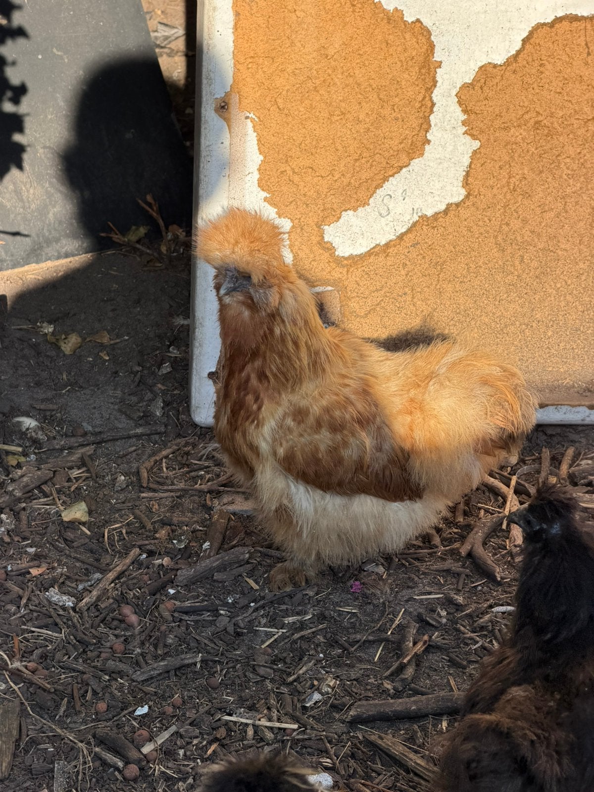 3 zijdehoen hennen + 1 haan, Dieren en Toebehoren, Pluimvee, Meerdere dieren, Kip