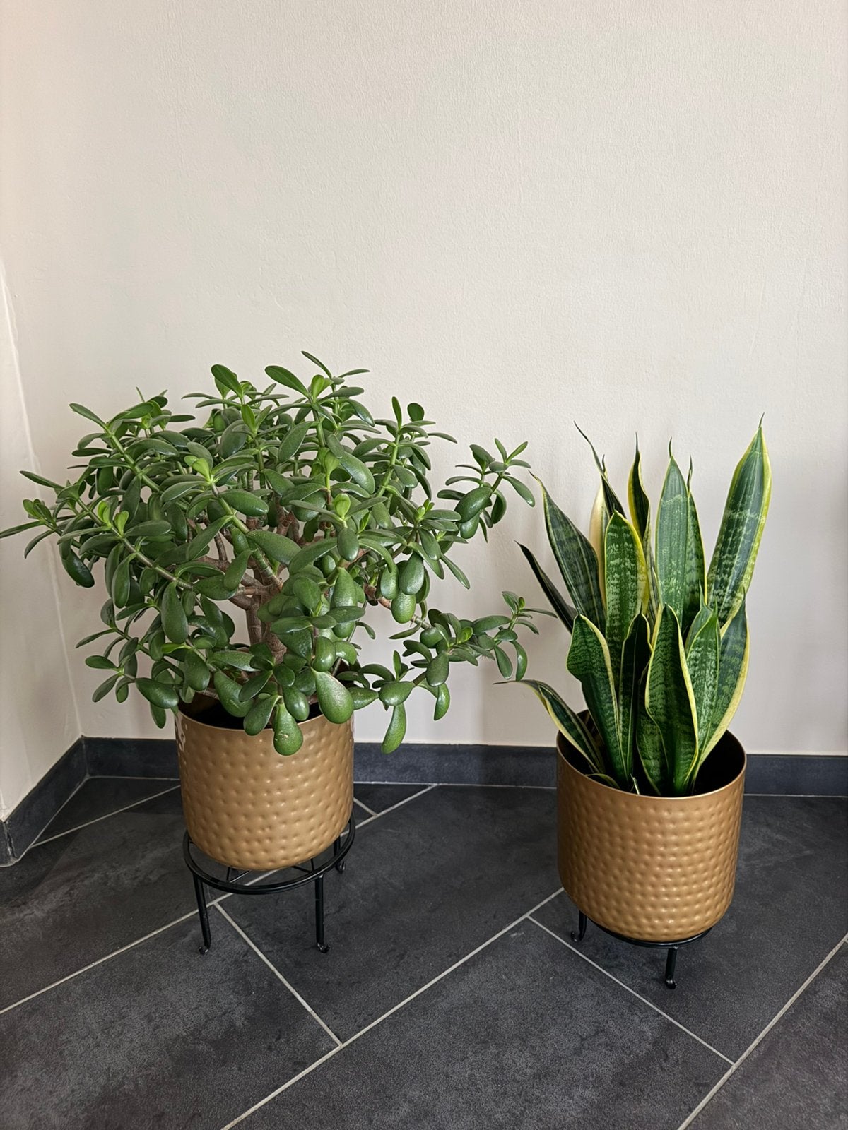 Jadeplant en sanseveria groot, Ophalen