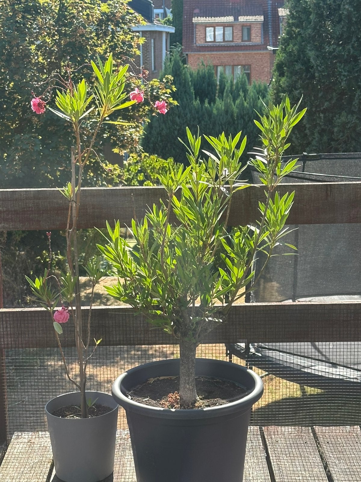 2 oleanders, Tuin en Terras, Planten | Bomen, Ophalen