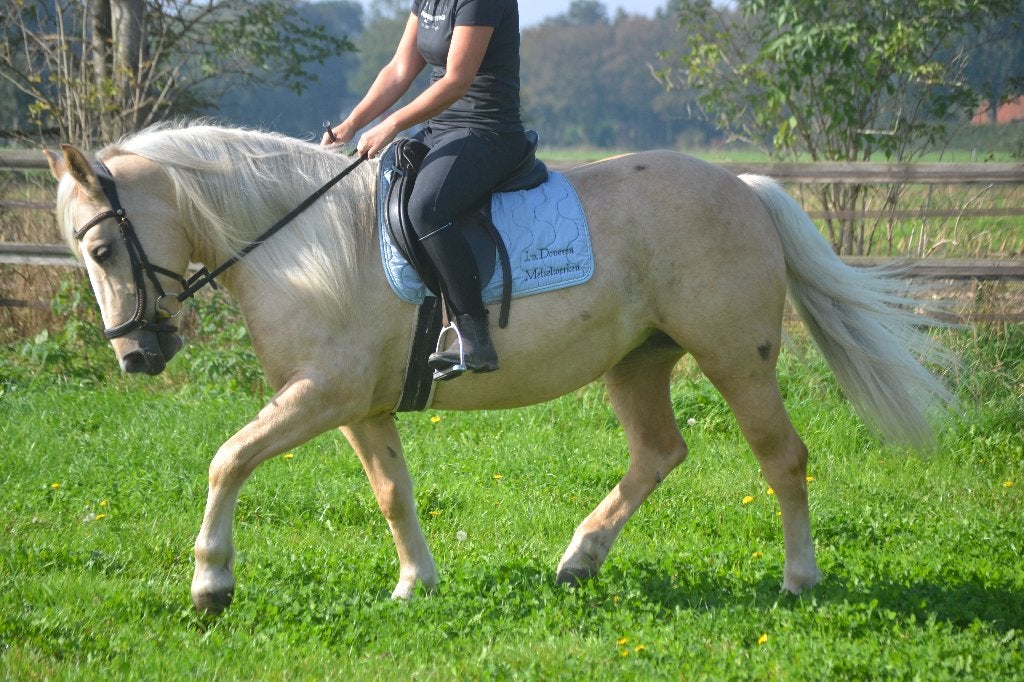 Super knappe palomino merrie, Dieren en Toebehoren, Merrie, B, 3 tot 6 jaar, Recreatiepony