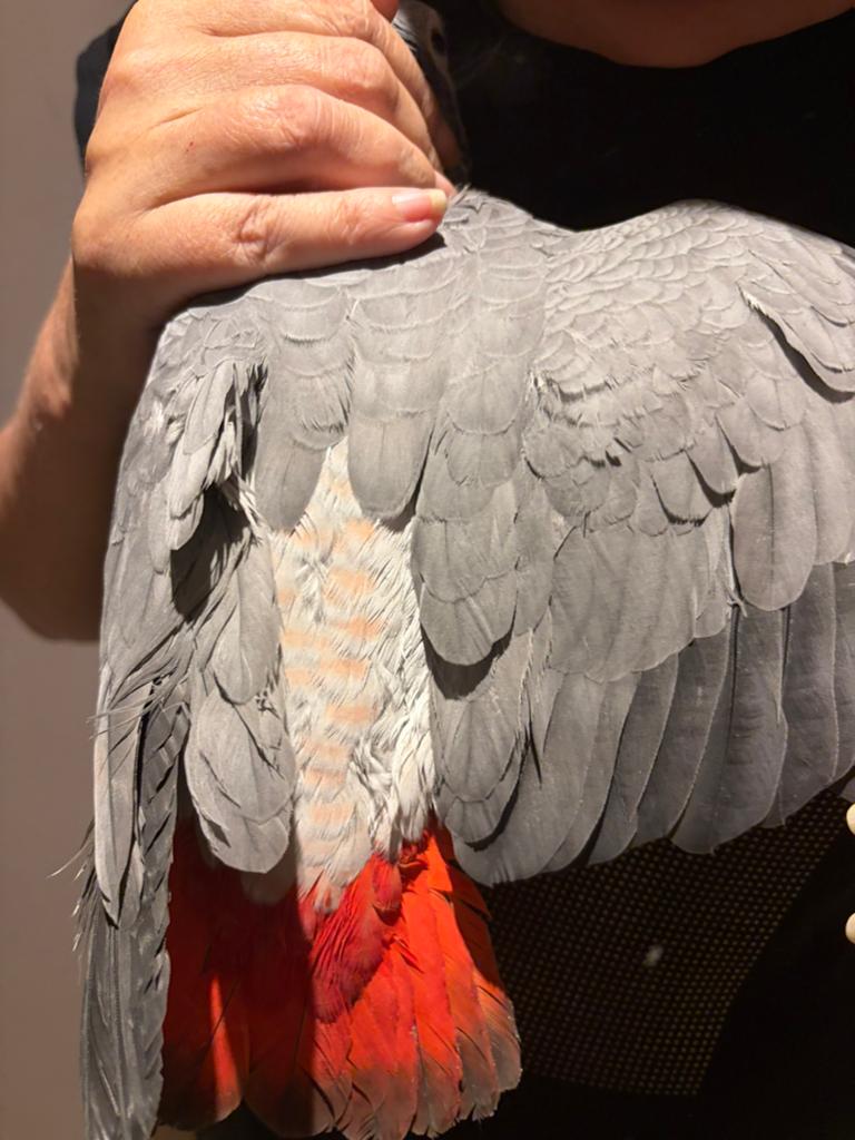 Gris du Gabon, Dieren en Toebehoren, Vogels | Parkieten en Papegaaien, Papegaai, Vrouwelijk, Tam, Geringd