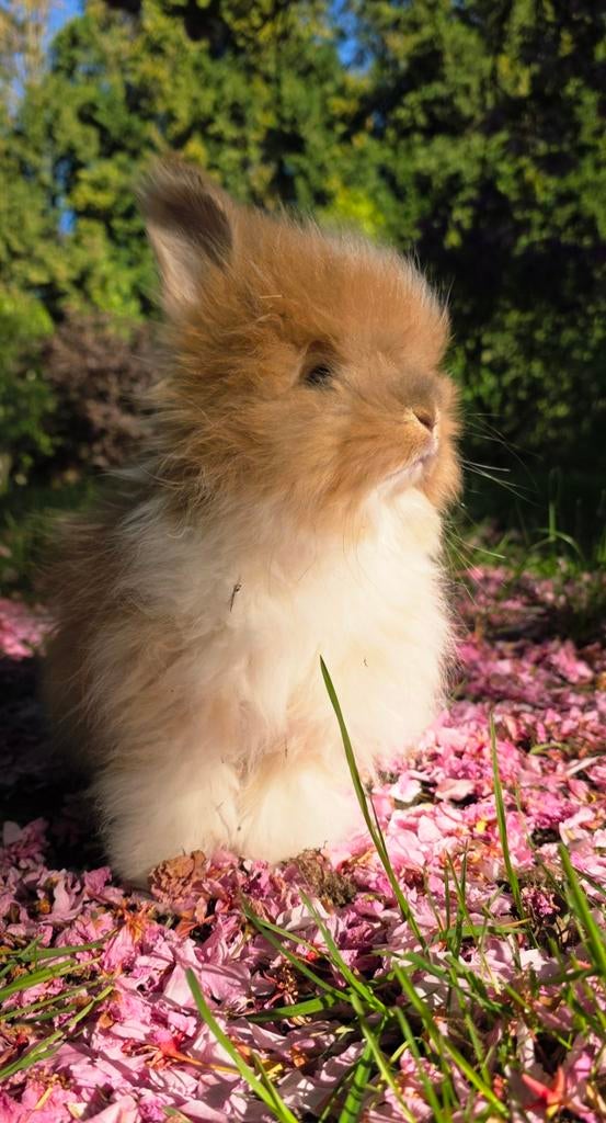 Lapins Anglais Angora (vacciné/vermifugé et carnet de santé), Femelle, Petit