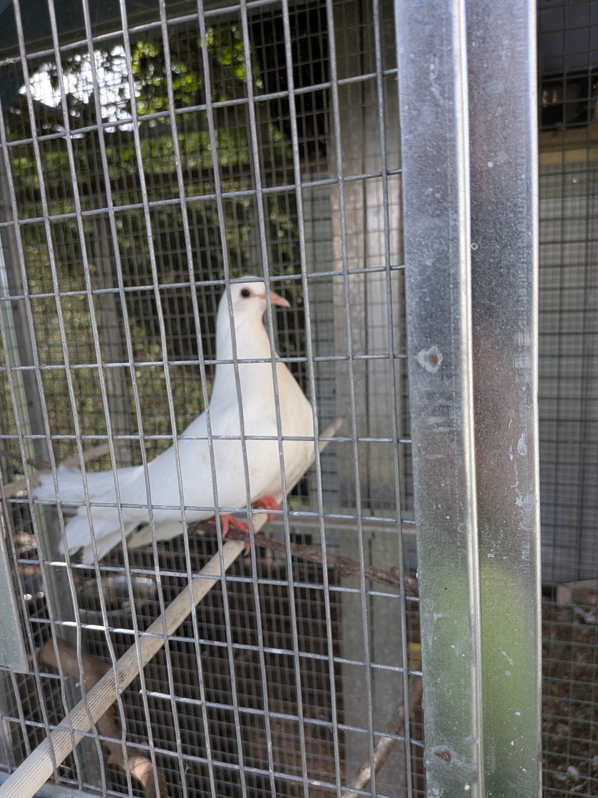 2 jonge pauwstaartduifjes (gratis), Dieren en Toebehoren, Geslacht onbekend