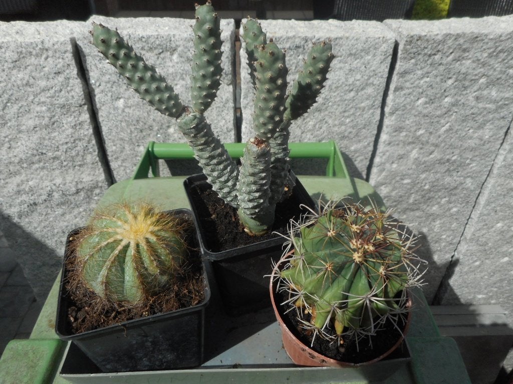 Planten, Ophalen of Verzenden, Vaste plant, Overige soorten, Volle zon