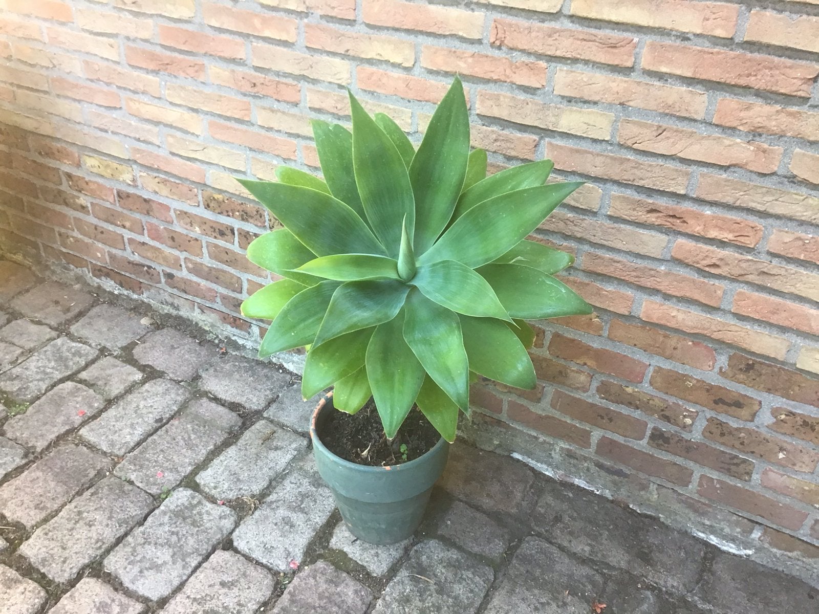Agave, Tuin en Terras, Ophalen