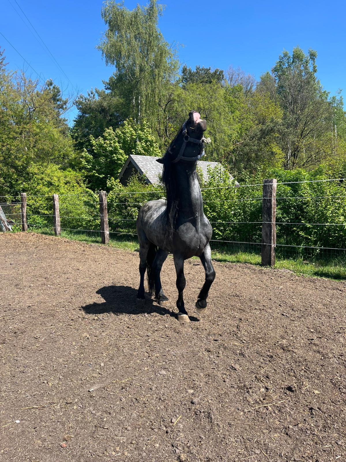 Percheron x fries, Étalon