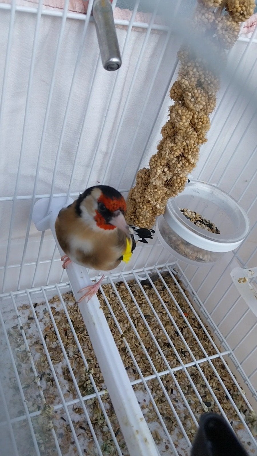 femelle parva 2025, Dieren en Toebehoren, Vogels | Kanaries, Vrouwelijk