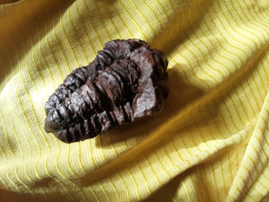 Fossile de Trilobite, Collections, Enlèvement ou Envoi, Fossile