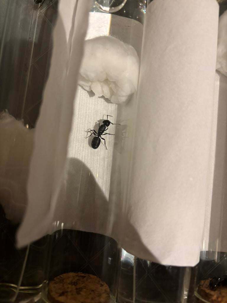 Componatus vagus koningin/reine, Dieren en Toebehoren, Insecten en Spinnen