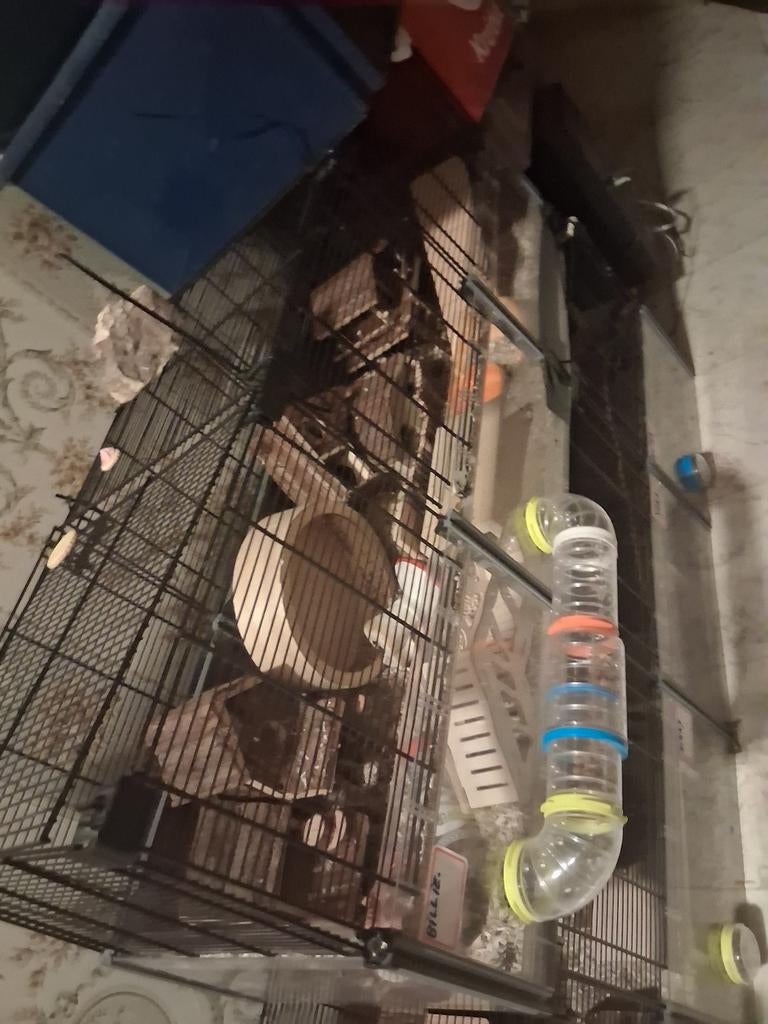Cage à hamster avec hamster, Enlèvement, Cage, Hamster