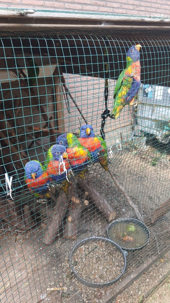 Lori van blauwe bergen 3 koppels en 3 poppen, Dieren en Toebehoren, Vogels | Parkieten en Papegaaien, Papegaai