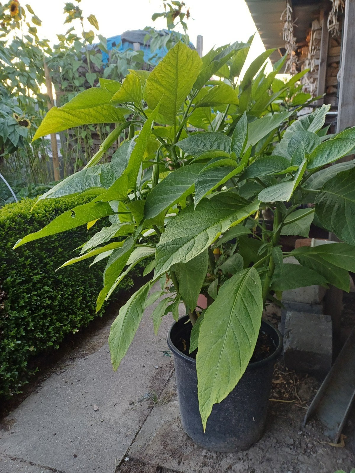 Witte brugmansia (Noid), Enlèvement
