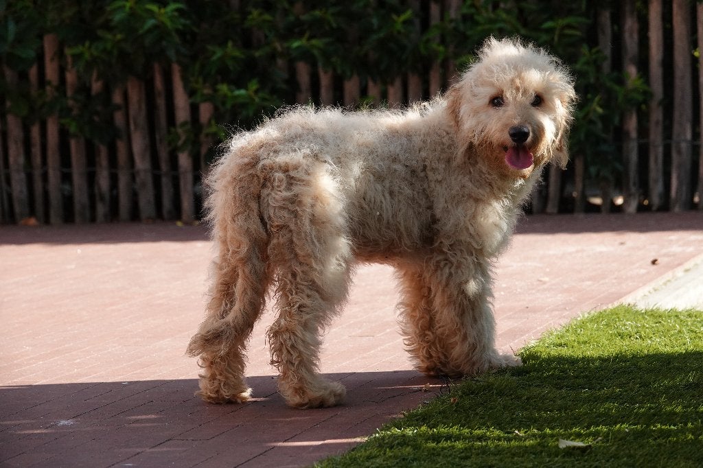 Magnifiques chiots Cockapoo abricot, Animaux & Accessoires, Autres races, Plusieurs, Hépatite contagieuse (maladie de Rubarth)
