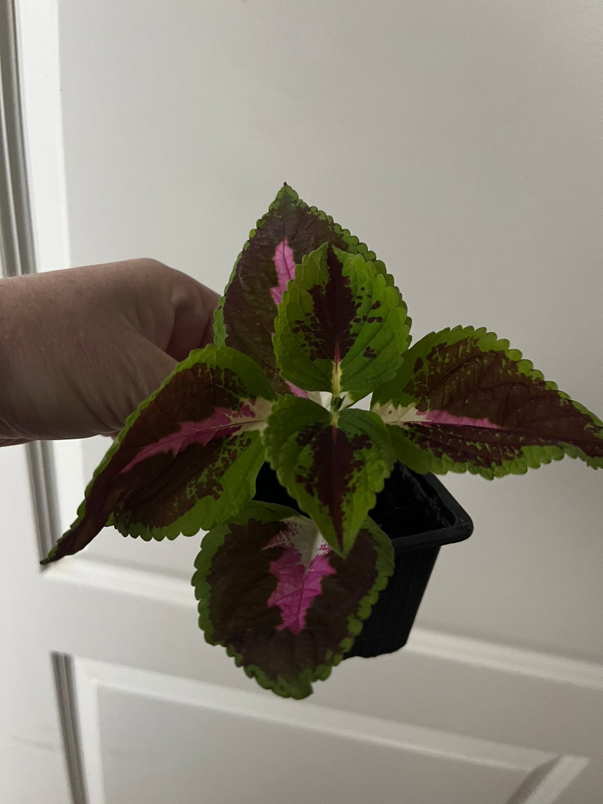 Coleus, Maison & Meubles, Autres espèces, Enlèvement ou Envoi, Plante à fleurs, Moins de 100 cm