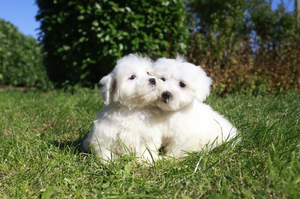 Maltezer puppy, geboren 27 juli, eigen kweek, Dieren en Toebehoren, België, Maltezer, Reu, CDV (hondenziekte)
