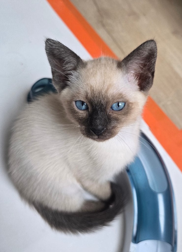 Siamese kittens, Meerdere dieren, Gechipt, 0 tot 2 jaar