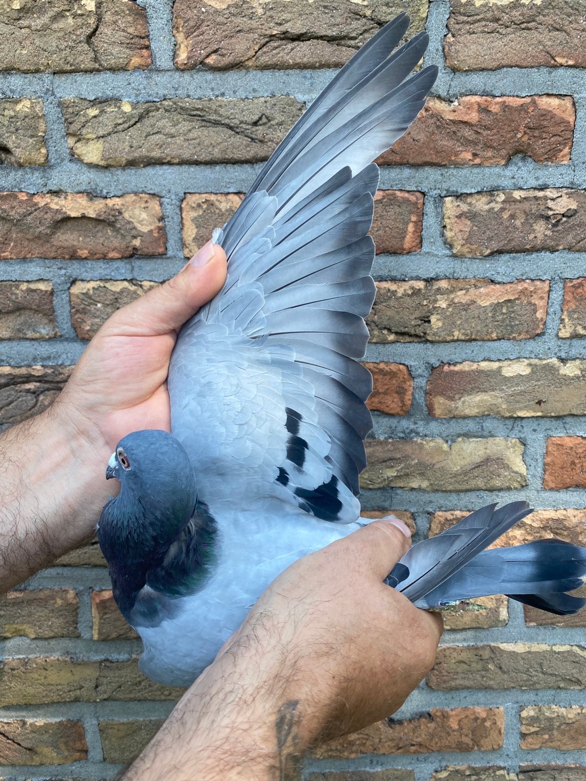 Hooymans / koopman Doffer 2025, Mâle, Pigeon voyageur