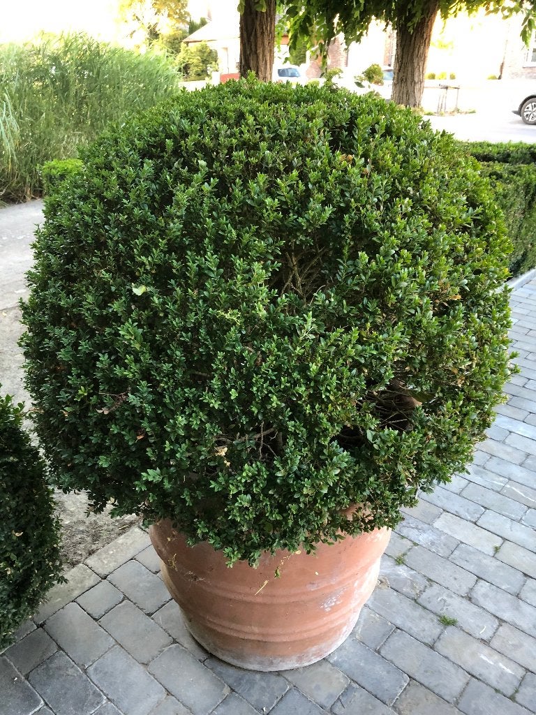 buxus in pot, Ophalen, Buxus, Struik, 100 tot 250 cm