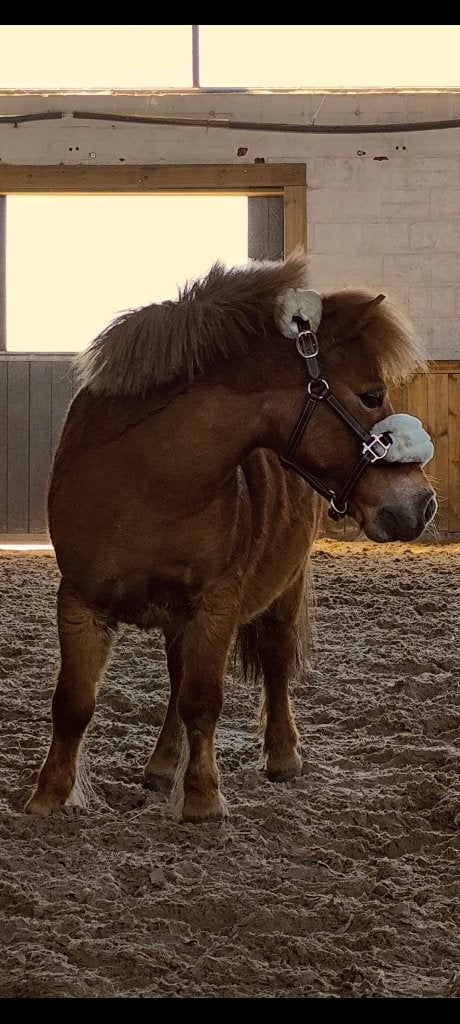 2x licou Kentucky en cuir et laine - Shetlander, Marron, Shetland, Enlèvement ou Envoi, Comme neuf