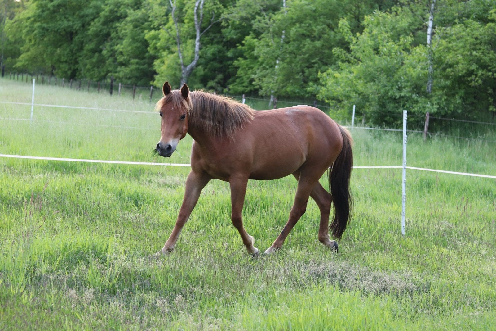4 jarige Quarter merrie, Merrie, Minder dan 160 cm, Met stamboom, 3 tot 6 jaar
